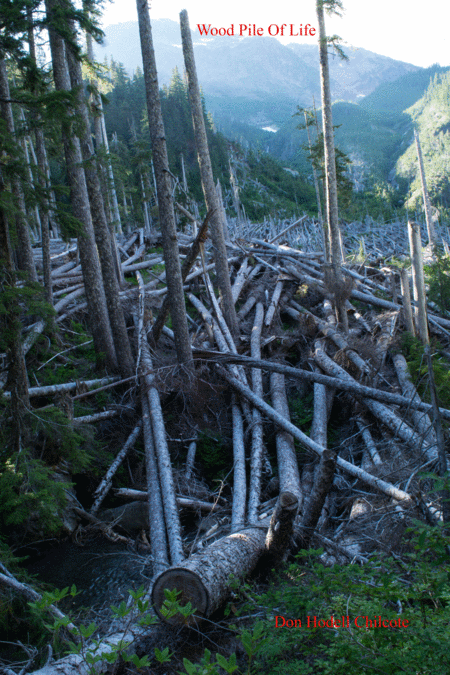 Woodpile Of Life Sheet Music